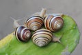 Four beautiful colored tree snails are looking for food. Royalty Free Stock Photo