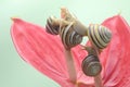 Four beautiful colored tree snails are  looking for food. Royalty Free Stock Photo