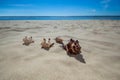 Four beautiful, colorful, bizarre shapes of seashells lying on the sand. Royalty Free Stock Photo