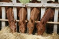 Four beautiful foals eating hay rural scene