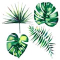 Four beautiful green tropical cute lovely wonderful hawaii floral herbal summer palms watercolor