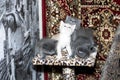 Four beautiful kittens on a scratching post Royalty Free Stock Photo