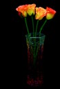 Four beautiful multi colored hybrid roses in a colorful crystal vase 