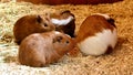 four beautiful red brown and white spotted guinea pigs on the straw with shiny fur