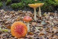 Four beautiful red fly agaric in a row, Wassenaar, Netherlands Royalty Free Stock Photo