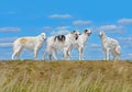 Four beautiful russian borzoi dogs Royalty Free Stock Photo