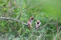 Four of the beautiful tiny brown birds engaged in a strange activity upon a bush plant. Scenery of this flora and fauna