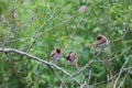 Four of the beautiful tiny brown birds engaged in a strange activity upon a bush plant. Scenery of this flora and fauna looks we