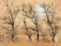 Four beautiful tree bare for autumn Royalty Free Stock Photo