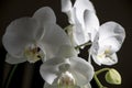 A Close-up of Four Beautiful White Orchids on a Black Background