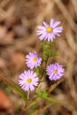 Beautiful wild pink field chamomile flowers with gentle pink and white petals on meadow in the sunny autumn day top view closeup Royalty Free Stock Photo