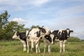 Four beautiful young black and white cows, Friesian Holstein, stand close together in a meadow under a blue sky with clouds Royalty Free Stock Photo