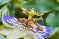 Bees collecting pollen on a passion flower, macro image Royalty Free Stock Photo