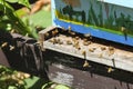 Four bees fight an invader on hive