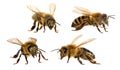 Four bees honeybees Apis Mellifera isolated on white