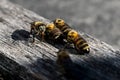 four bees on a piece of wood