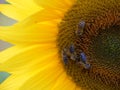 Four Bees on a sunflower (Close)