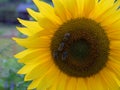 Four Bees on a sunflower