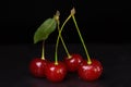 Four berries of a ripe red cherry are connected by a petiole in pairs Royalty Free Stock Photo