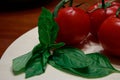 Four big dark red tomatoes on a green vine on a light table Royalty Free Stock Photo