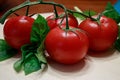 Four big dark red tomatoes on a green vine on a wooden table Royalty Free Stock Photo