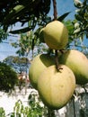 Four green mangoes on tree