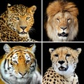 Four big wild cats Royalty Free Stock Photo