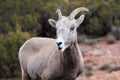 Young Ewe with her Mouth Open, Bighorn Canyon National Recreation Area in Montana near Barrys Landing. Royalty Free Stock Photo