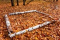 Four birch trunks or logs on fallen leaves ground in forest. Empty camp stop with place for fire or just sitting rest Royalty Free Stock Photo