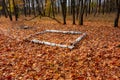 Four birch trunks or logs on fallen leaves ground in forest. Empty camp stop with place for fire or just sitting rest