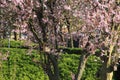 Four bird houses in the trunk of the tree with pink blossom. Royalty Free Stock Photo