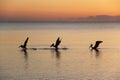 four birds flying above the water at sunset near beach chairs Royalty Free Stock Photo