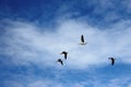 Four birds flying against a white cloud in a blue sky Royalty Free Stock Photo