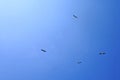 Four birds flying on blue sky Royalty Free Stock Photo