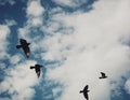 Birds flying in the sky Royalty Free Stock Photo