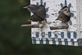 Four Birds Poke Noses Out of Birdhouse.