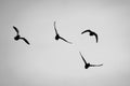 Four birds soaring in the sky against a dark gray backdrop