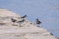 Two Sanderling Sandpipers With Two Dunlin Sandpipers On Concrete Pier