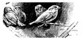 Four Birds, vintage illustration