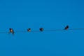 Four birds on a wire against a blue sky