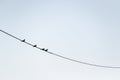 Four birds on a wire