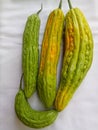 four bitter gourds of different sizes and yellow-green on a white background Royalty Free Stock Photo