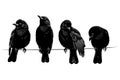 Four black birds perched on a thin wire against a white background silhouette Royalty Free Stock Photo