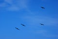 Four black birds soar in the blue sky