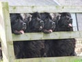 Black newfoundland dogs looking through wooden fence in Ireland Royalty Free Stock Photo