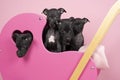 Four black Italian greyhound puppies sitting in a pink walking pram scene symbol for love