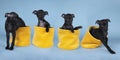 Four black Italian greyhound pups sitting  in a yellow basket against a blue background Royalty Free Stock Photo