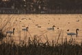 Four black necked swan -Cygnus melancoryphus- in a little laggon full of water birds after the sunset Royalty Free Stock Photo