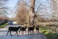 Four black sheep cross a dirt road blocking traffic Royalty Free Stock Photo