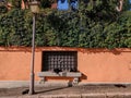 Four black stray cats on a bench in Rome, Italy. Stray cats in Rome. Stray cats in front of an orange wall. Cats relaxin on a Royalty Free Stock Photo